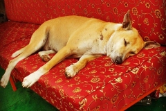 22089006_1451479871572046_7696566564526452596_n