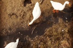 25591879_1534295539957145_4094789118212770022_n