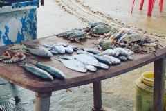 25660219_1534292303290802_1069713304666856417_n